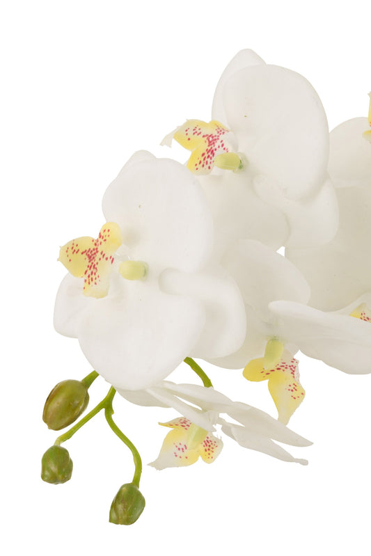 Orchid In Soil Plastic White/Green Large