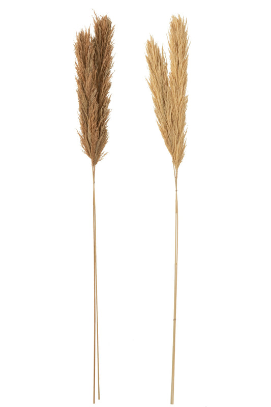 Branch Feather Pampas Natural Assortment Of 2