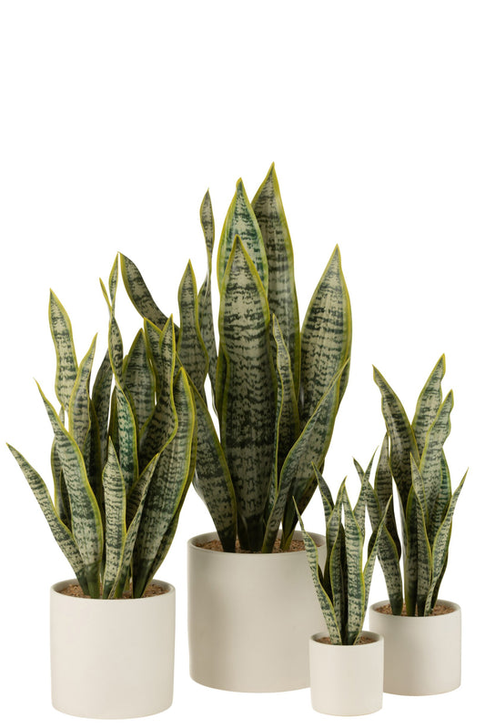 Plant Sansevieria In Pot PVC Green Extra Large