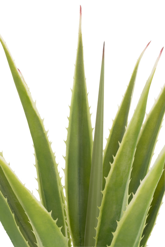 Agave Off-White Edge Pot Artificial Green
