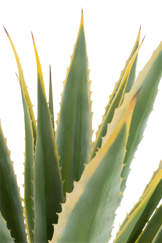 Agave Yellow Edge Pot Artificial Green