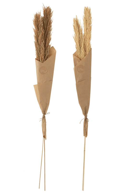 Branch Feather Pampas Natural Assortment Of 2
