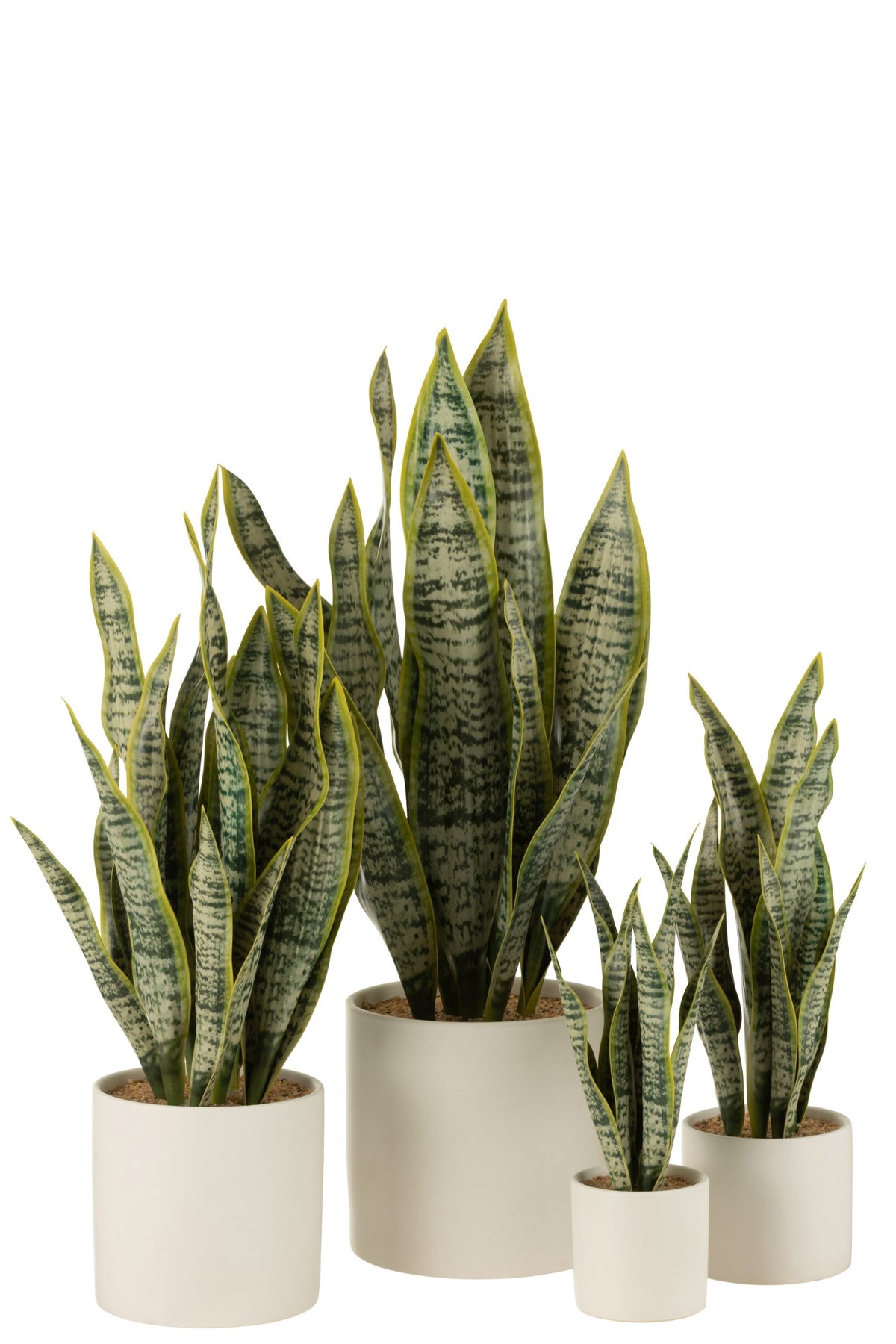 Plant Sansevieria In Pot PVC Green Extra Large