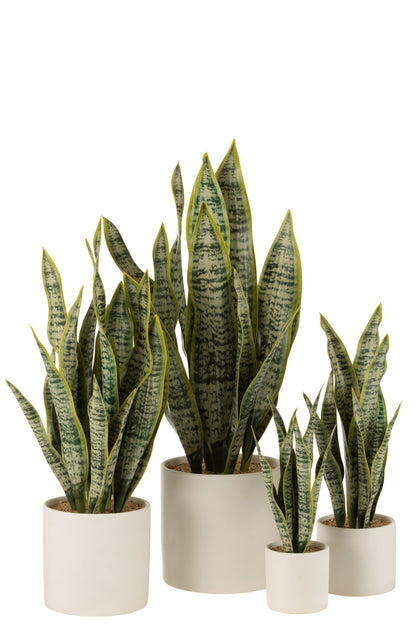 Plant Sansevieria In Pot PVC Green Extra Large