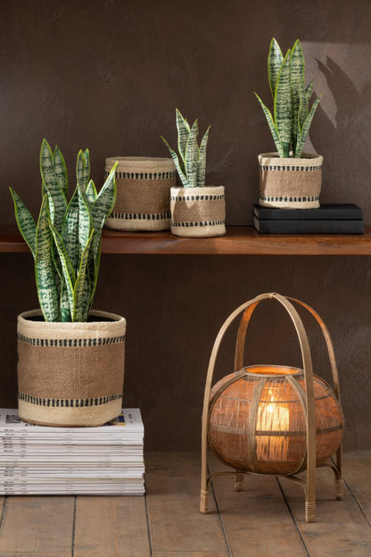 Plant Sansevieria In Pot PVC Green Extra Large