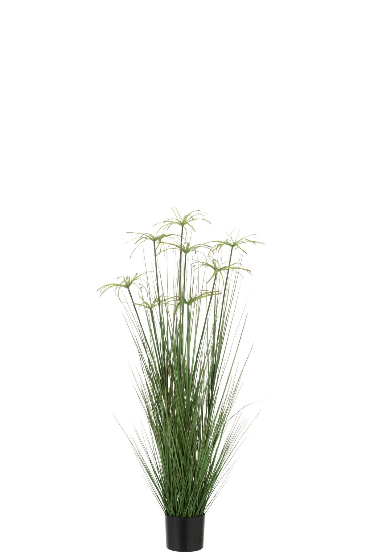 Cyperus Alternifolius 8 Heads In Pot PVC Green Medium