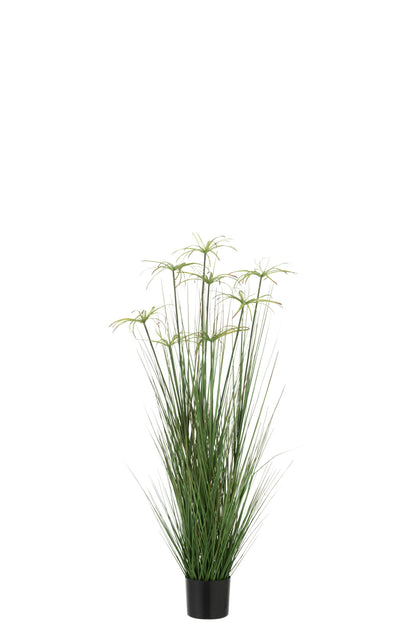 Cyperus Alternifolius 8 Heads In Pot PVC Green Medium