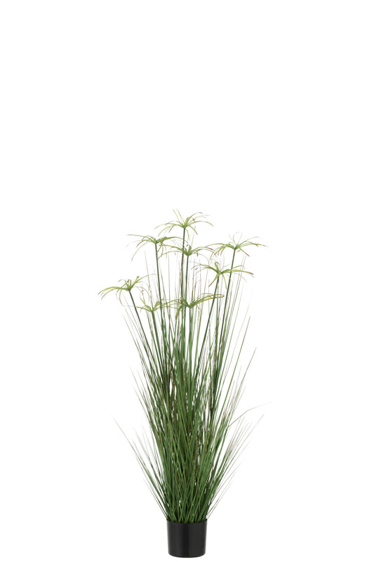 Cyperus Alternifolius 8 Heads In Pot PVC Green Medium