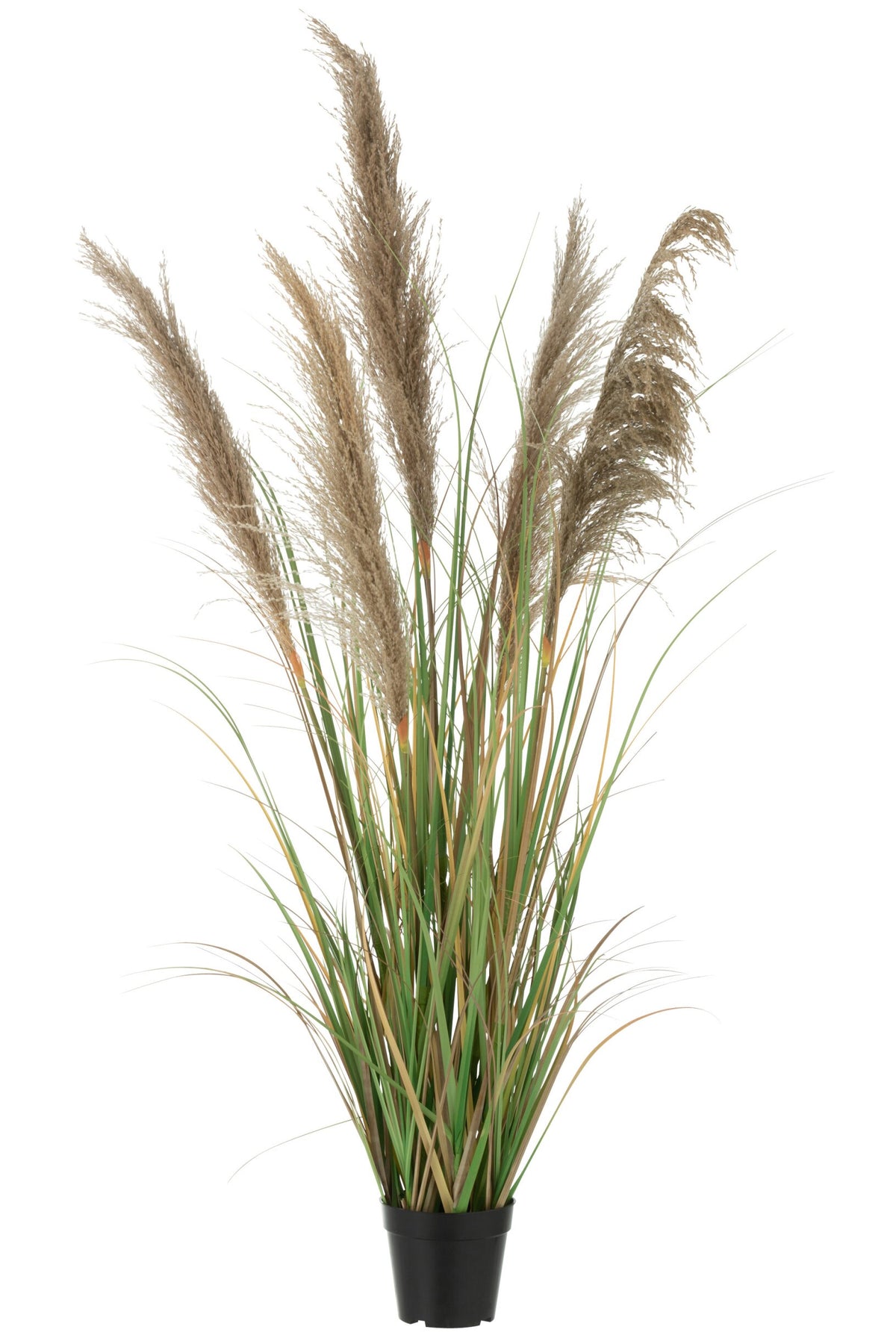 Pampas Grass 5 Heads In Pot PVC Green/Beige Small