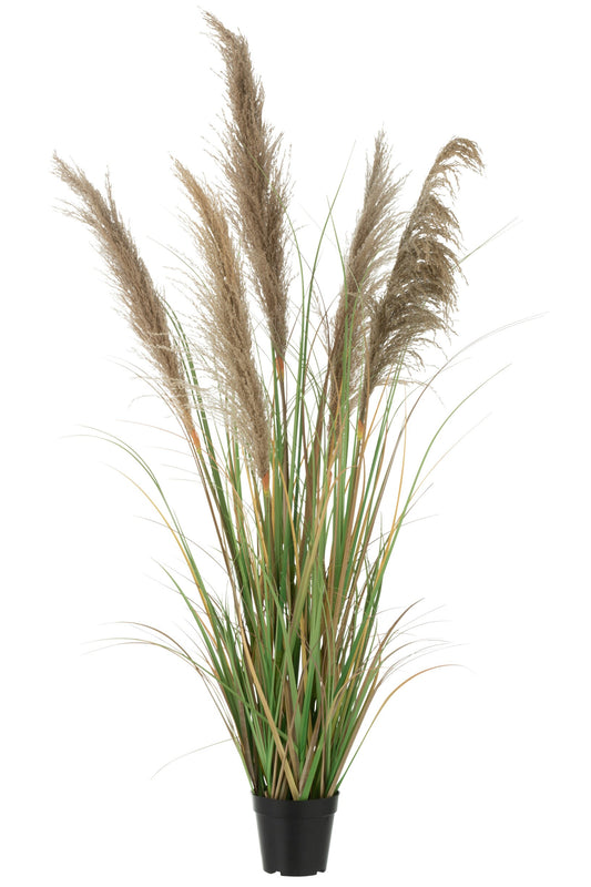 Pampas Grass 5 Heads In Pot PVC Green/Beige Small